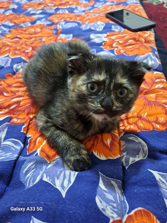Скоттиш фолд кошка — 1
