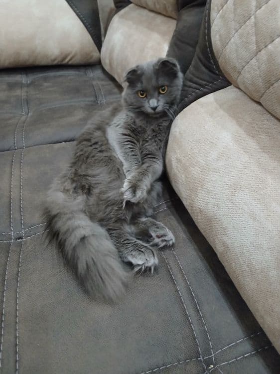 Шотландский вислоухий кот — 1