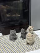 Продаются котята