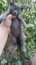 Шотландский мушук