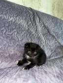 Scottish fold bolasi