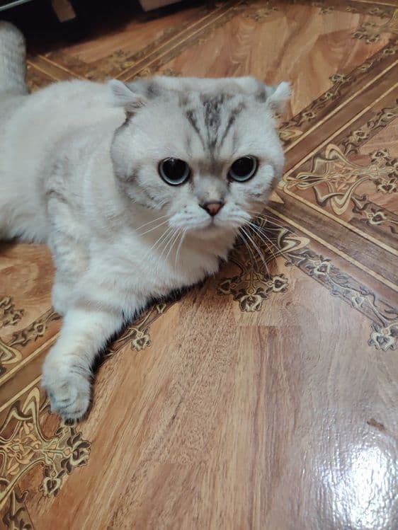 Скотиш фолд 2 года в добрые руки — 1