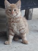 Кошка Скотиш страйт(Сибирьский)