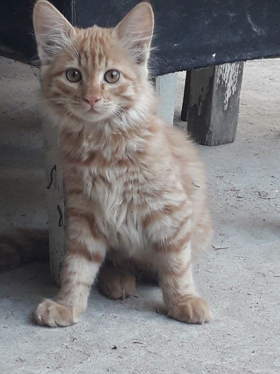 Кошка Скотиш страйт(Сибирьский) — 1