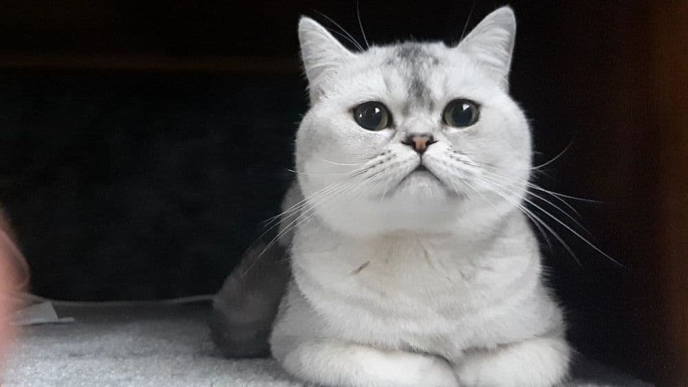 Серебристая шиншилла — 1