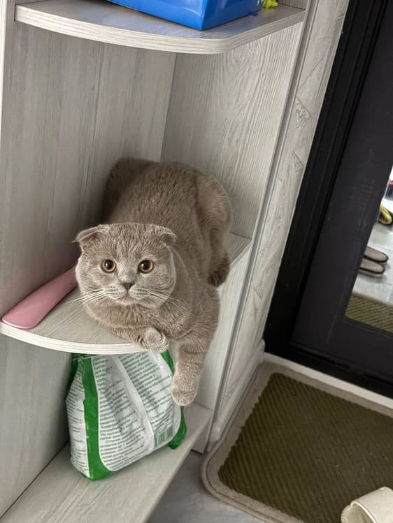 Продаётся шотландский кот. — 1