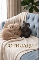 Mushuk ona va bolalari sotiladi
