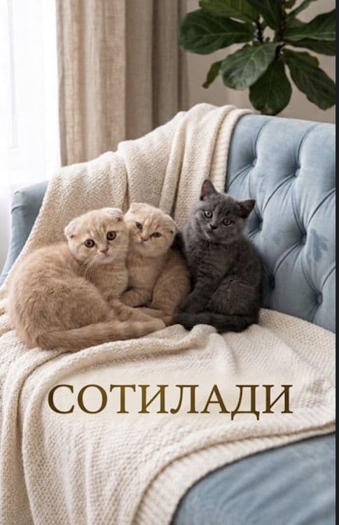 Mushuk ona va bolalari sotiladi — 1