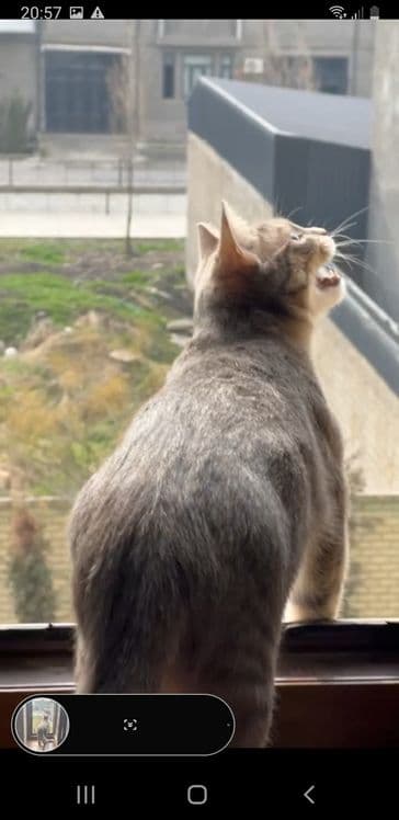 Кошка породистая малайская — 1