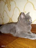 Mushuk britanskiy shorthair