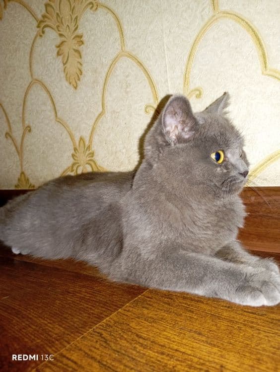 Mushuk britanskiy shorthair — 1