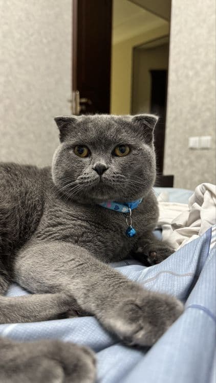 Скоттиш-фолд, (британский вислоухий) 1 год, спокойный и ласковый кот — 1