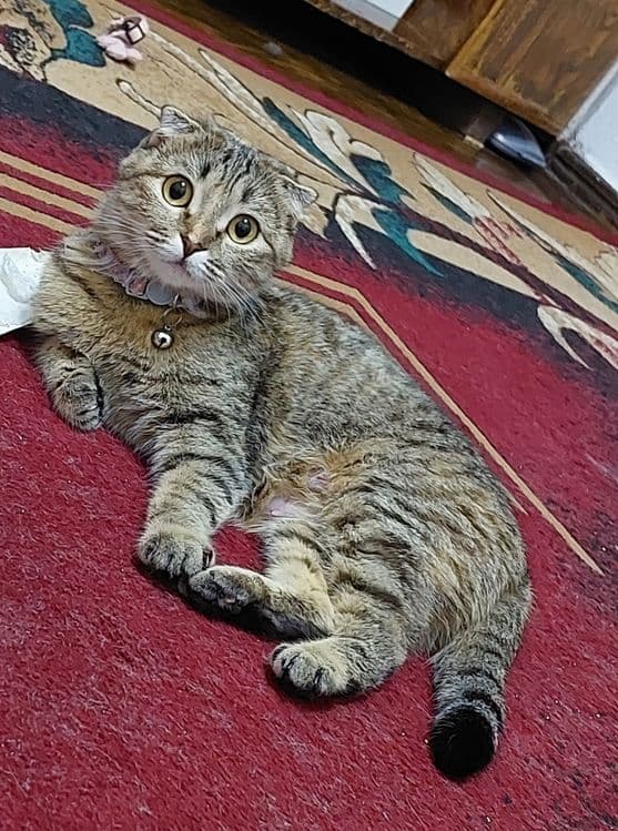 Scottish fold sotiladi — 1
