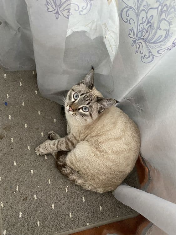 Scottish fold 10 oyli — 1