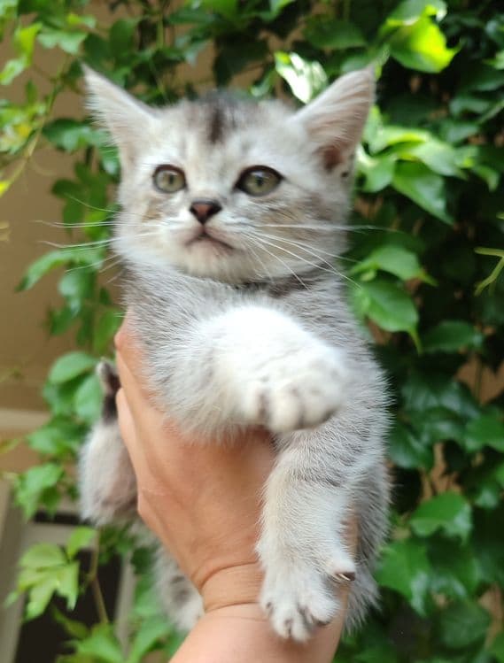 Продаются котята — 1