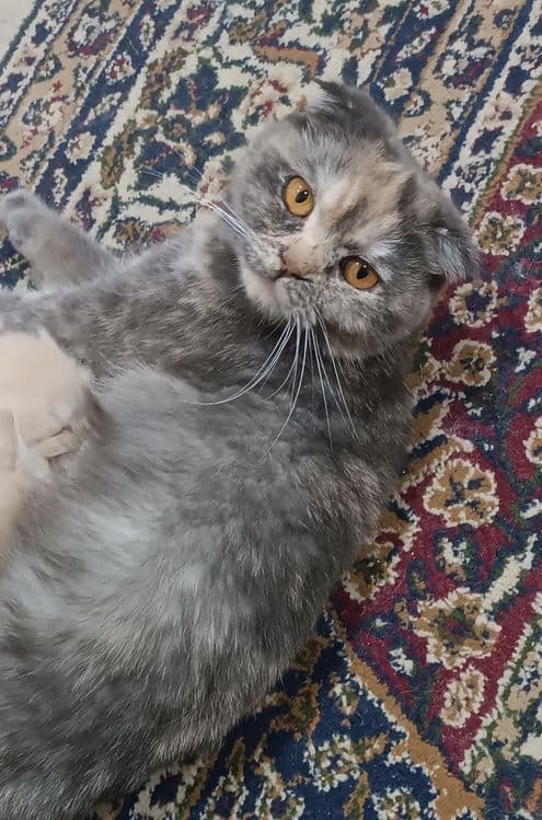 Кошка скотч-фолд — 1