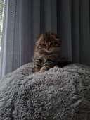 Срочно продаётся котёнок скоттиш фолд