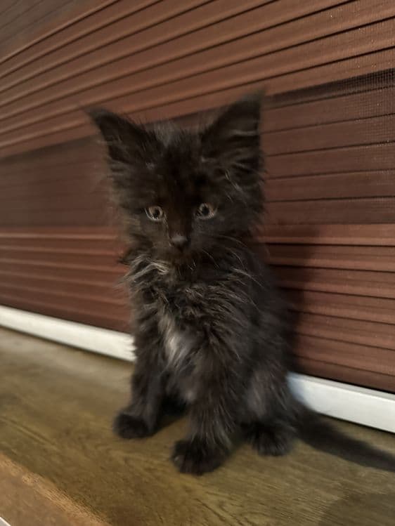 Mushuk sotiladi 1 yarm oylik — 1