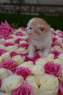 котенок мальчик скотиш страйт