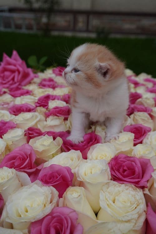 котенок мальчик скотиш страйт — 1