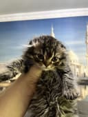 Scottish fold 3 oylik mushukchalar 500 mingdan