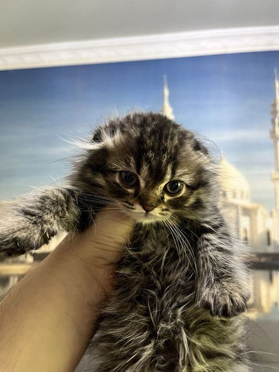 Scottish fold 3 oylik mushukchalar 500 mingdan — 1