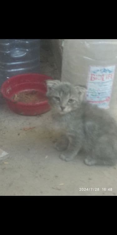 Кошка вислоухие пушистая — 1
