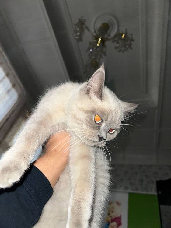 Британская кошка — 1
