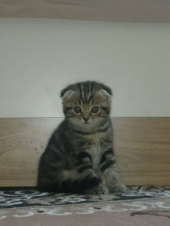 Продаю котёнка Скоттиш фолд (шотланский прямоухой) — 1