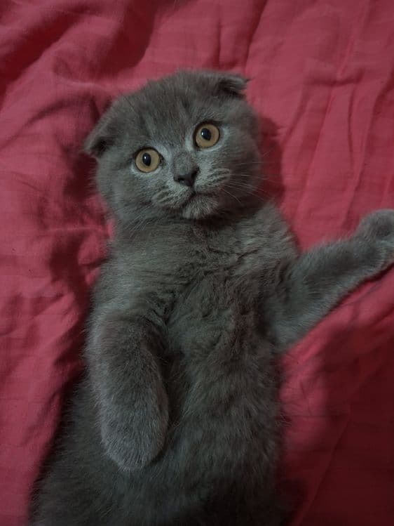 Котёнок в хорошие руки
Мальчик.
Сам кушает, к лотку приучен. Ласко — 1