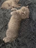 Котята страйт и фолд