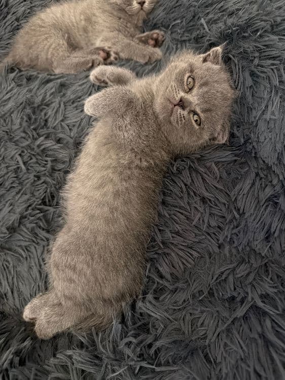 Котята страйт и фолд — 1