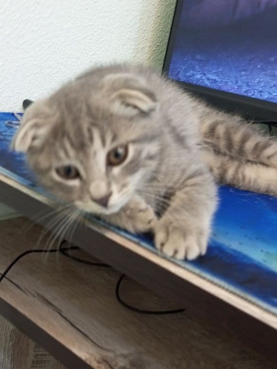 Продаю вислоухово котёнка — 1