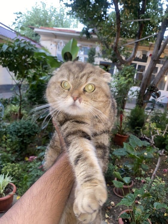 Скотиш фолд тоза порода срочно сотилад Онаси 2 та боласи билан — 1