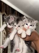 котята шиншилы и скотиш фолд в добрые любящие руки