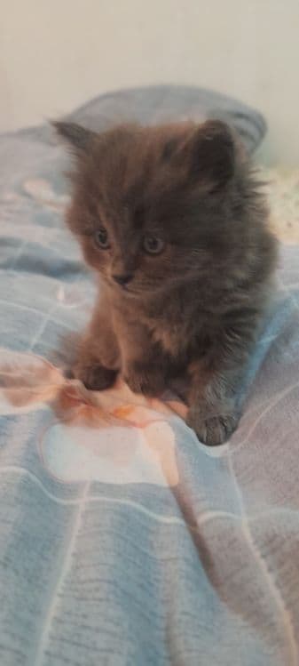 Продаються котята!!! — 1