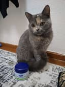 Продам котёнка скоттш страйт девочка