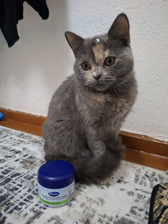 Продам котёнка скоттш страйт девочка — 1