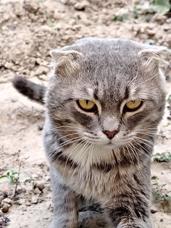 Mushuklar yuvosh — 1