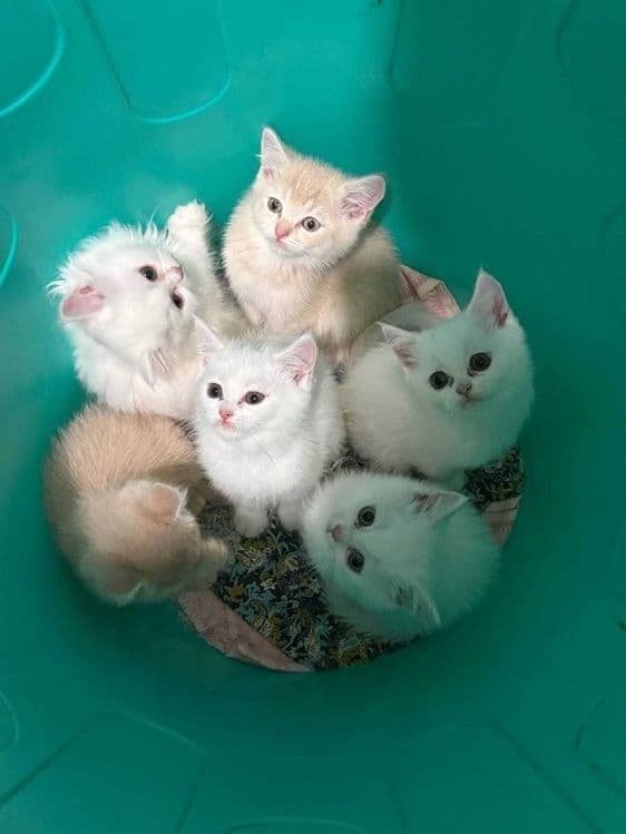 Котята в Ташкенте. — 1