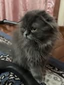 Скотч фолд хайланд