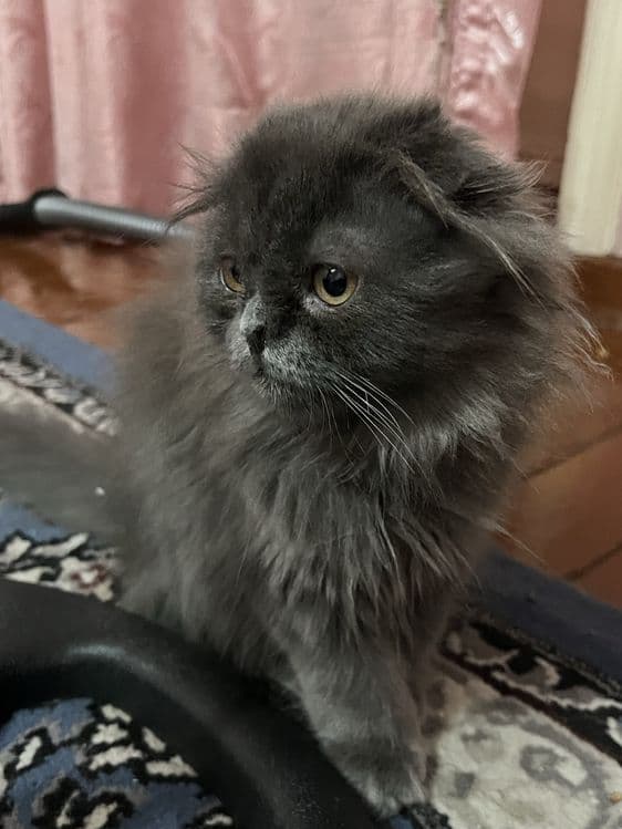 Скотч фолд хайланд — 1