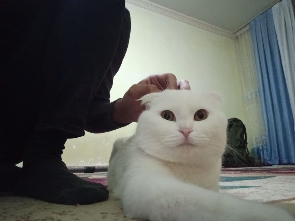 Белый пантера / скоттиш фолд — 1