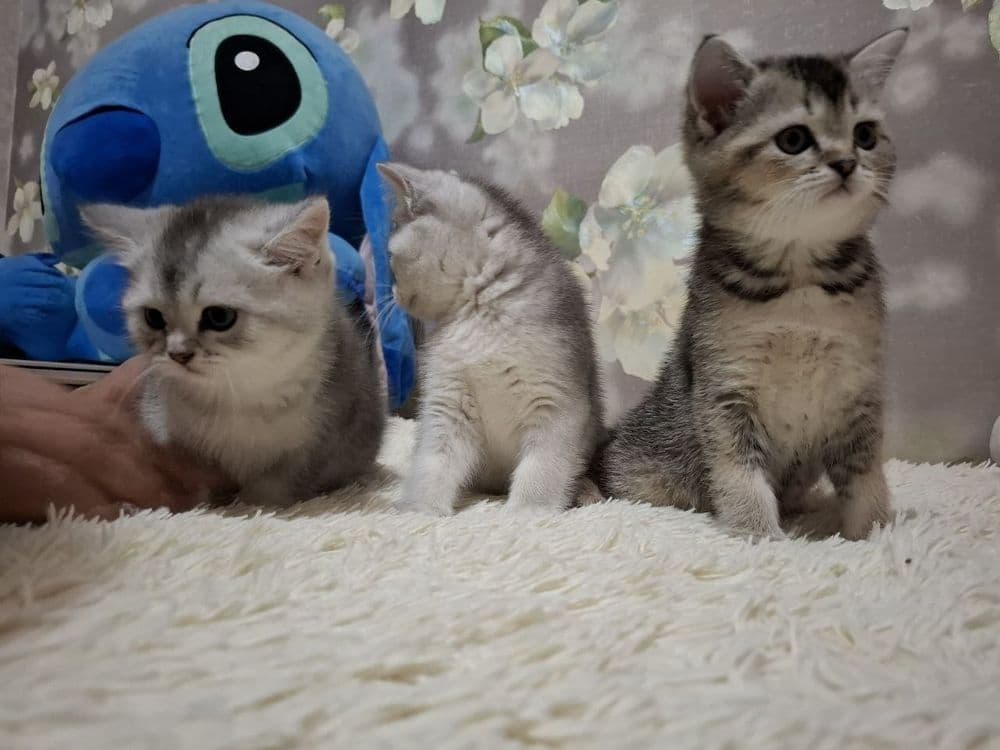 Продаю кошек чистокровные Шиншилы — 1