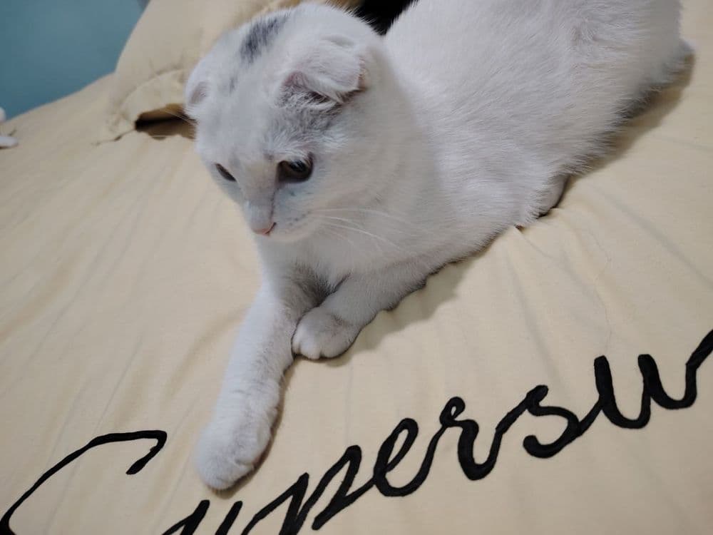 Mushuk scottish fold — 1