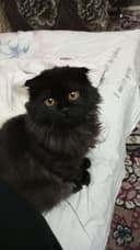 Скотиш фолд хайленд