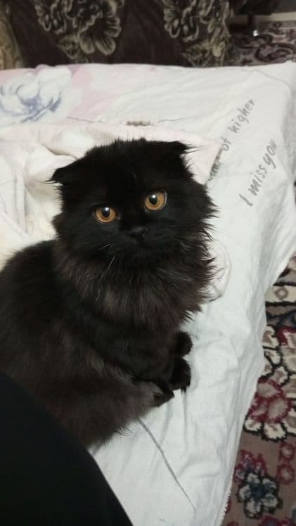 Скотиш фолд хайленд — 1