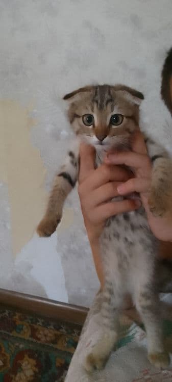 Продам котёнка. Смешанная вислоухая.Девочка. — 1
