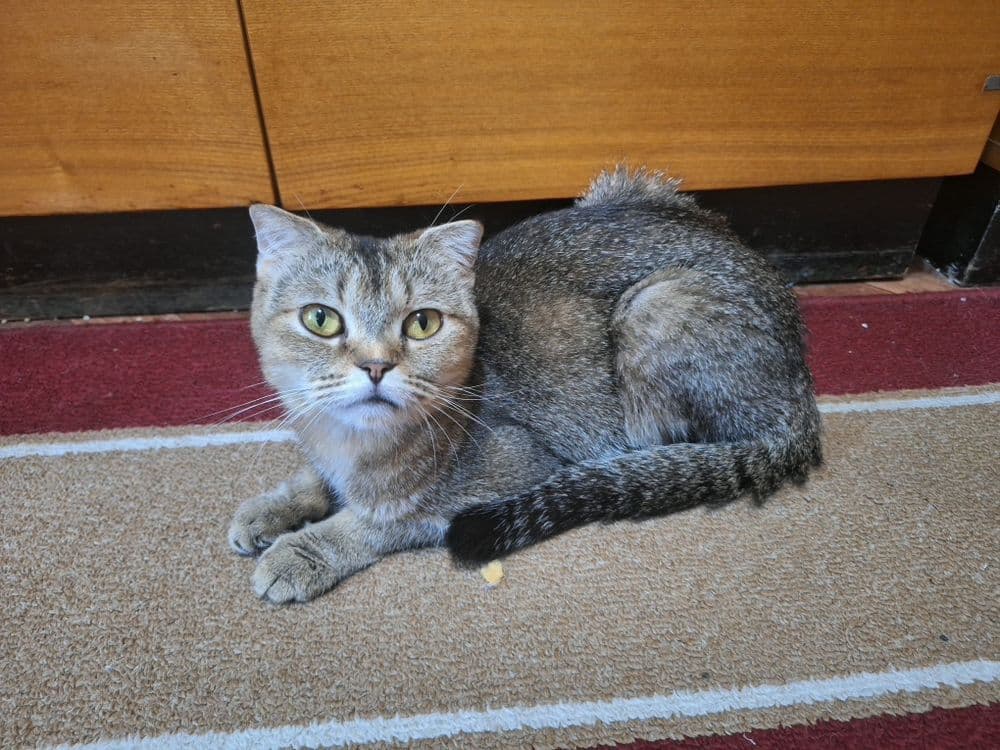 Скотиш страй залотая шиншила сотилади — 1