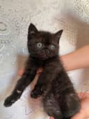 Продаётся Скоттиш страйт